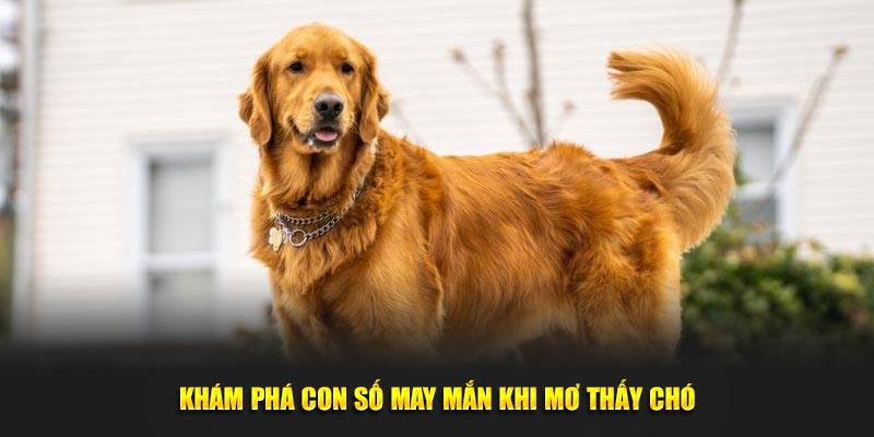 Khám phá con số may mắn khi mơ thấy chó
