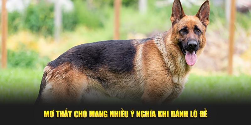 Mơ thấy chó mang nhiều ý nghĩa khi đánh lô đề